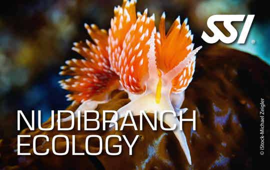 SSI Nudibranch Ecology