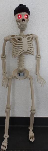 wachsame Skelett