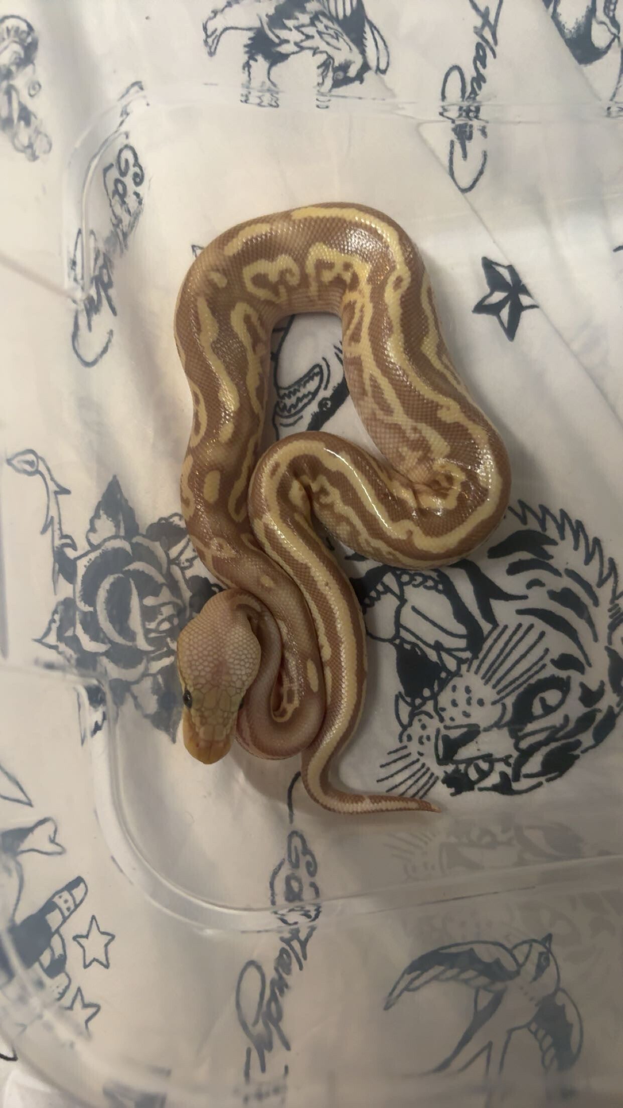 Banana Mojave Leopard Pastel