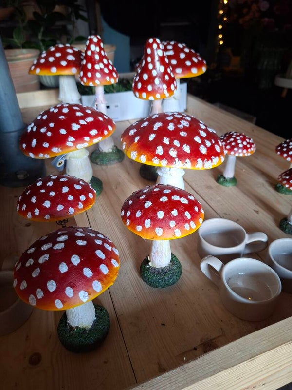 gezellige paddestoelen. Div. Maten