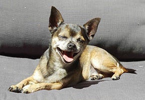 Skess - Glass: Jessie