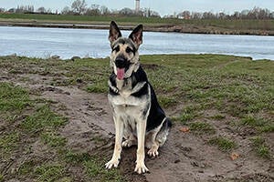 Skess - Glass: Skylar