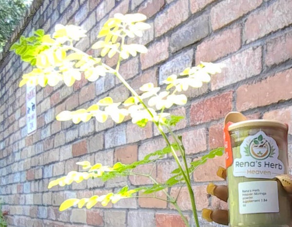 moringa leaf powder supplement