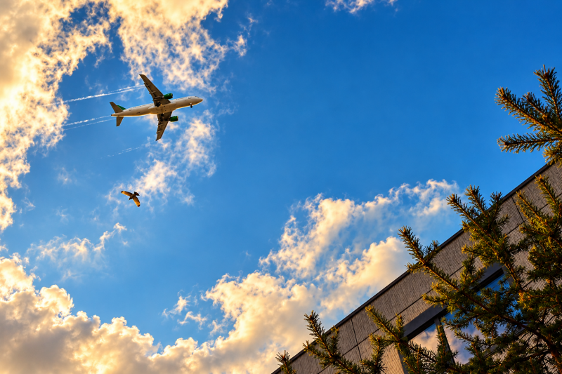 un avion passe au dessus d'un oiseau  au dessus d'un bâtiment