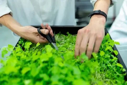 Skördedags mikrogrönt, fröerna är köpta från - HCT Seeds