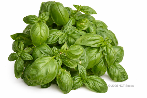 Basilika grön, 40gram