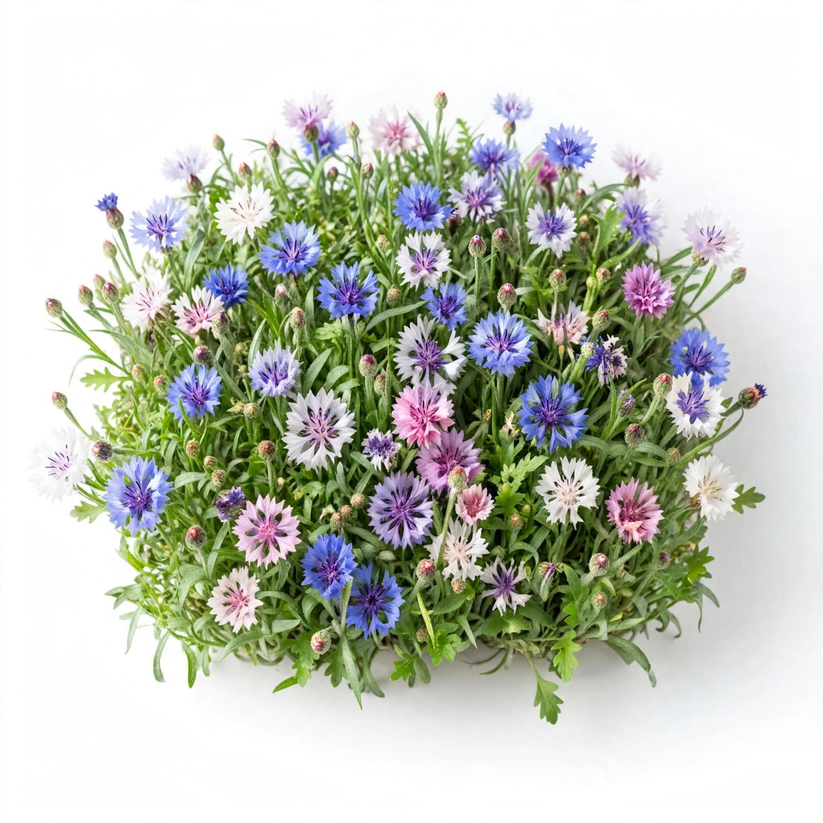 Ätbara blåklintsblommor Polka Dot Mix Centaurea cyanus i blom vit rosa blå - odlad från frö från Spanien