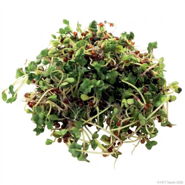 Broccoli Calabrese Ekologisk