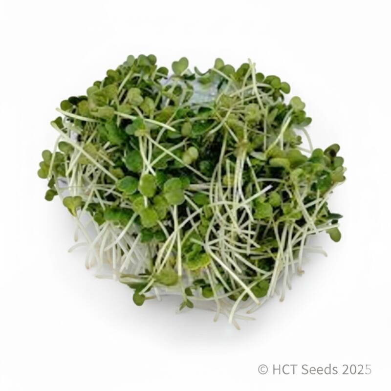 Färska broccoliskott Raab och Calabrese odlade för krispig textur och god smak