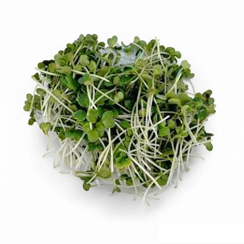 Broccoliskott Raab odlade från ekologiska broccolifrön