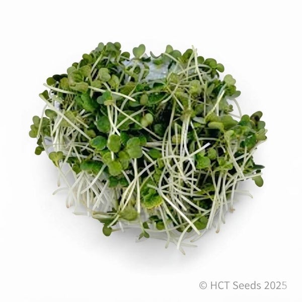Broccolifrö Raab Ekologisk
