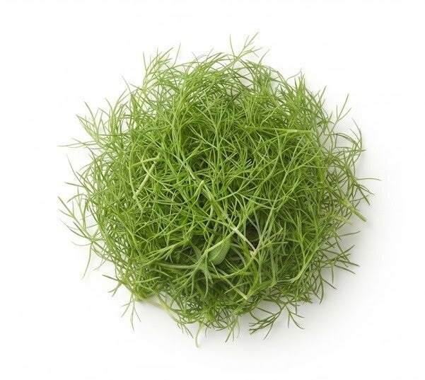 Fänkålsfrö