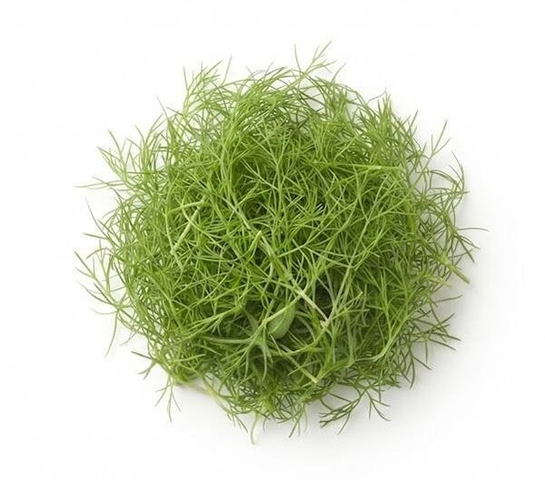 Fänkålsfrö