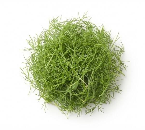 Fänkålsskott näringsvärde - aromatisk smakupplevelse med kalium och vitamin C