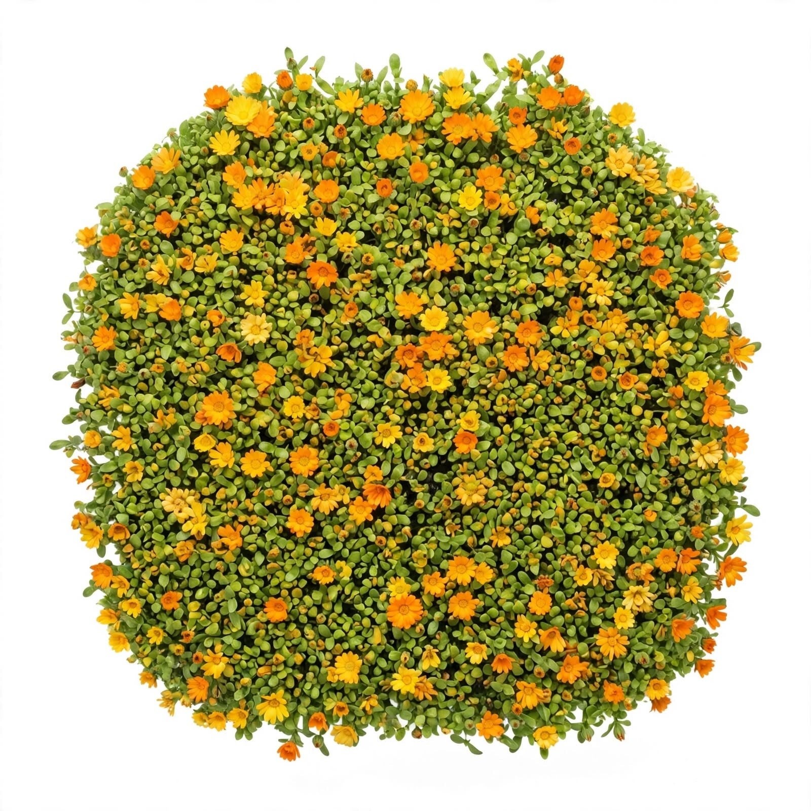 Gula och orange ätbara ringblomsblommor Daisy Mix odlade från frö