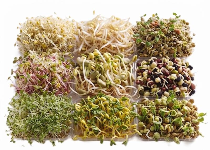 Topp 10 groddar för nybörjare – blandade groddar som alfalfa, mungböna, lins och rädisa odlade hemma i groddburk