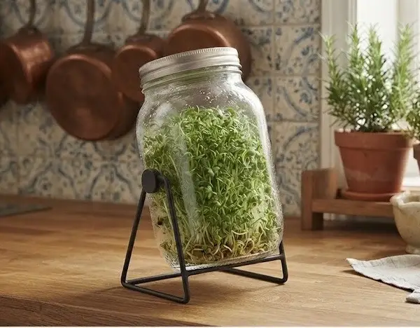 Groddar av Broccoli Calabrese i en lutande groddburk på ställning i köket.