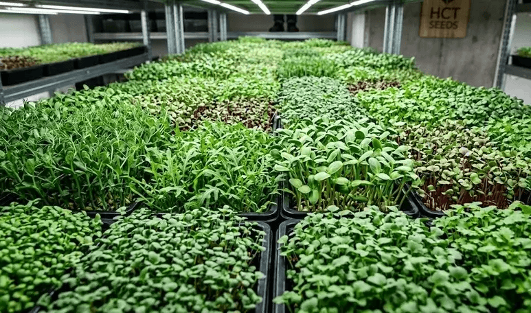 Topp 10: mikrogrönt/microgreens för nybörjare - HCT Seeds