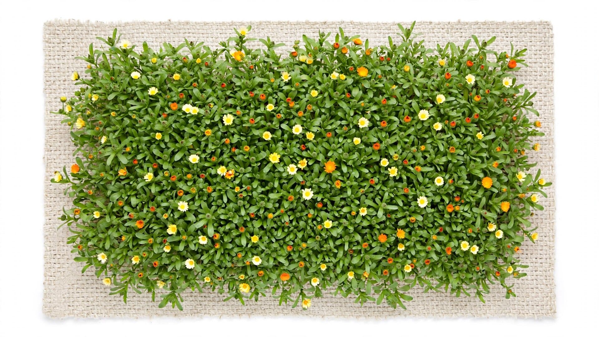 Ringblomma Daisy Mix Calendula officinalis odlad på odlingsmatta med hög grobarhet - spanska frön