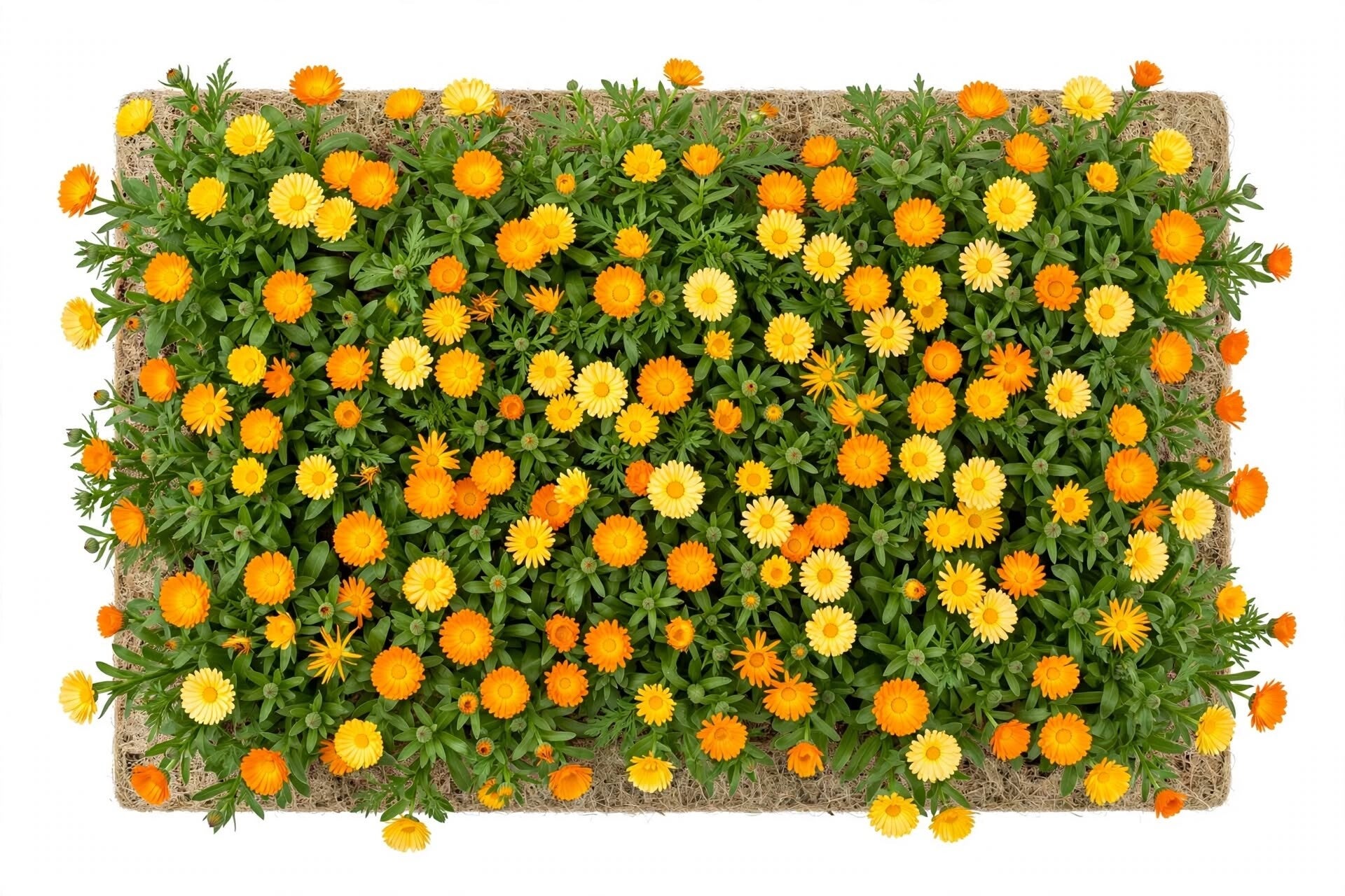 Ringblomma Daisy Mix Calendula officinalis odlad på odlingsmatta hög grobarhet - spansk sort ätbara blommor