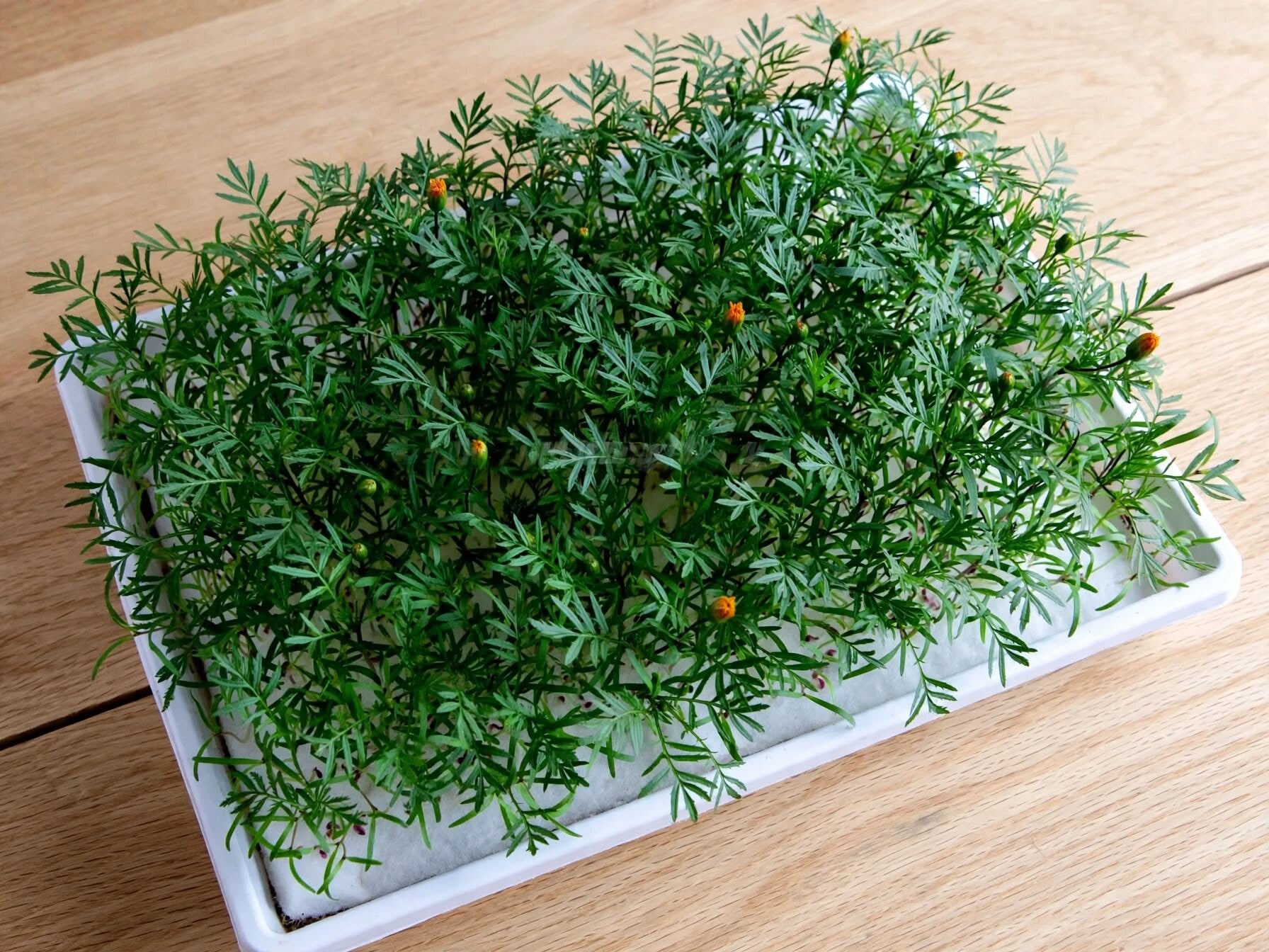 Mikrogrönt av kryddtagetes Tagetes tenuifolia Tangerine Gem odlad på odlingsmatta i tråg, tätt grobarhet med fjäderlätta blad och små mandarinorange blomknoppar
