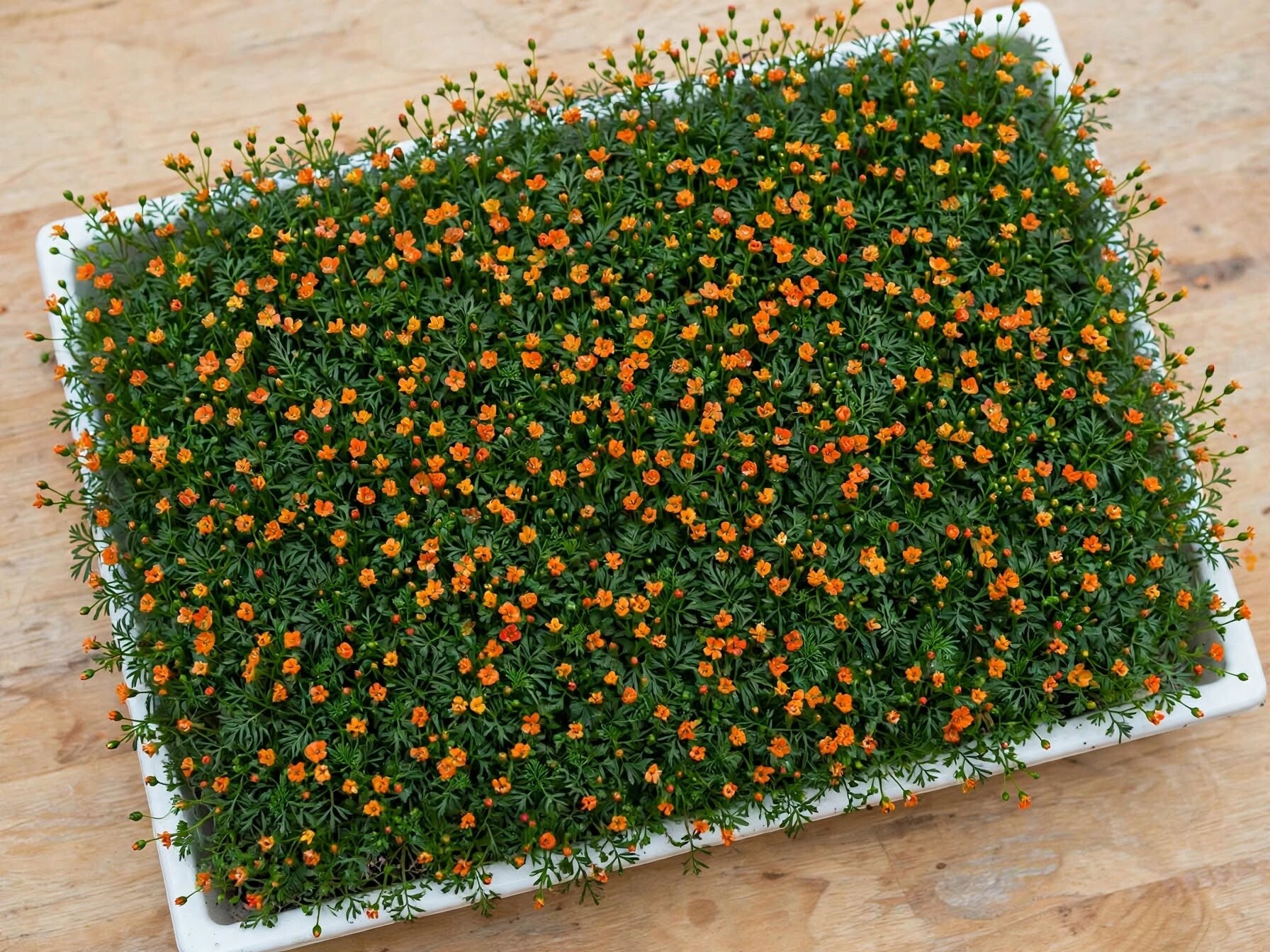 Blommande matta av ätbar kryddtagetes Tagetes tenuifolia Tangerine Gem odlad på odlingsmatta i tråg, tät matta med fjäderlätt bladverk och många små mandarinorange blommor