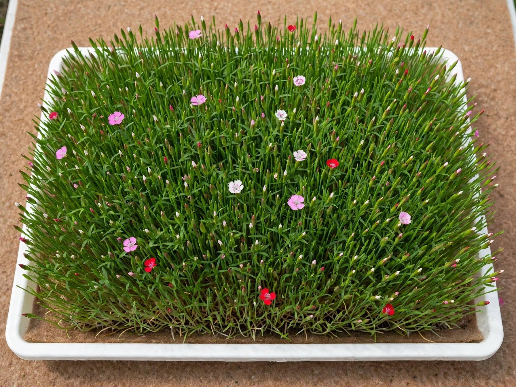 Odlingsmatta med sommarnejlika Formula Mix Dianthus chinensis i knoppstadium, tät matta av gröna skott med hundratals avlånga blomknoppar med rosa vita och röda toppar och första utslagna ätbara blommorna i Formula Mix blandningen