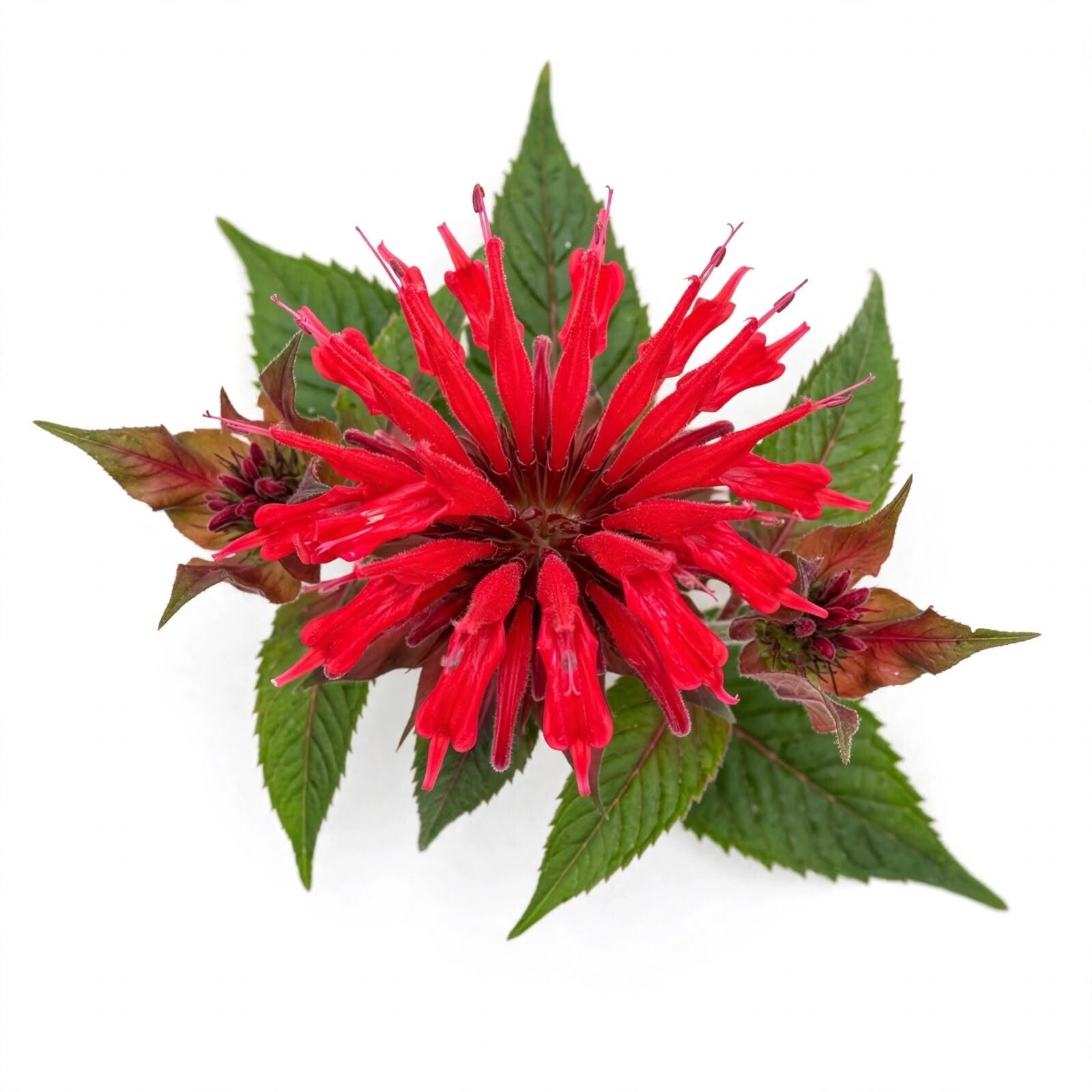 Röd temynta blomma Monarda didyma - ätbar röd blomma med bergamottarom och gröna blad