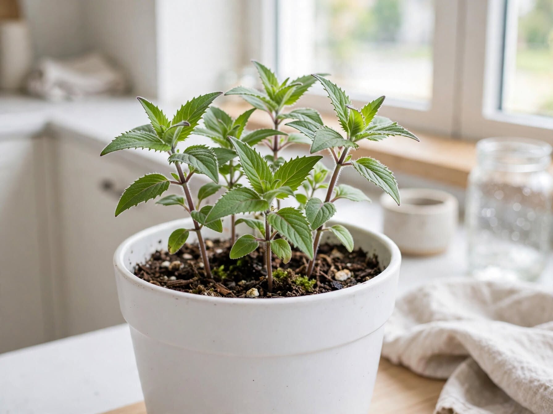 Unga plantor av röd temynta Monarda didyma odlade i kruka med jord i kök - första årets blad