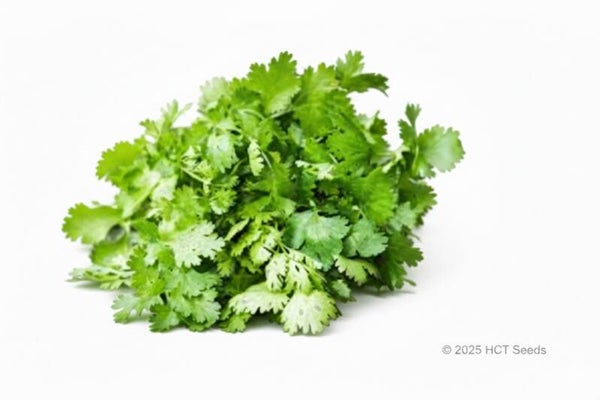Koriander