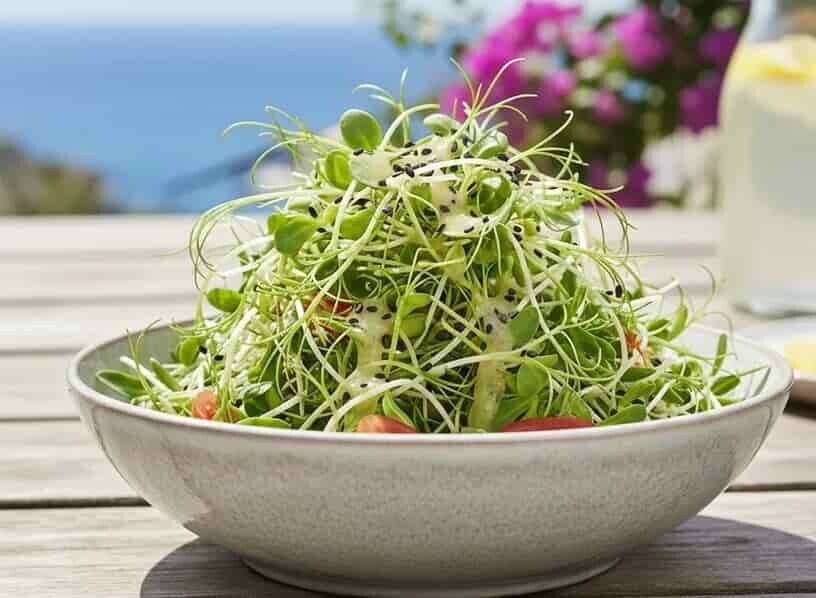 Fräsch sommarsallad toppad med krispiga gröna linsskott och dressing. Odla eget mikrogrönt med fröer från HCT Seeds.