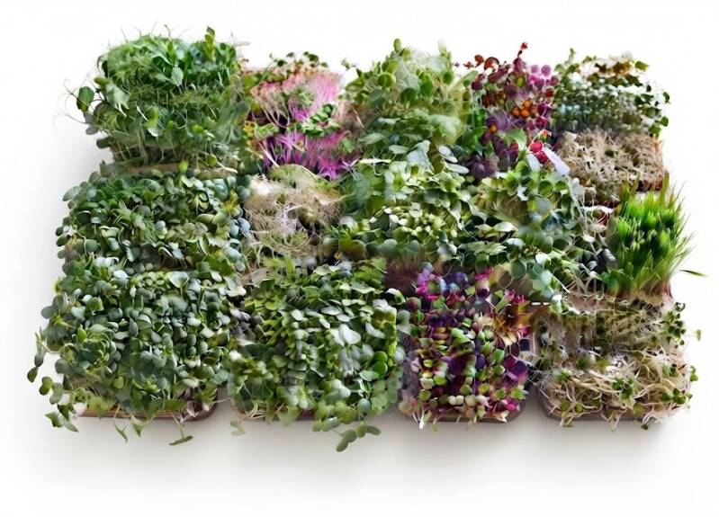 Odlingsskola hos HCTseeds – en komplett guide som visar hur man odlar mikrogrönt och allt du behöver för att odla mikrogrönt hemma.