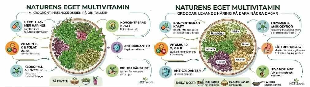HCT Seeds guide: Naturens eget multivitamin – Jämförelse av de höga näringsvärdena, enzymerna och hälsofördelarna med att odla egna ekologiska groddar och mikrogrönt hemma.