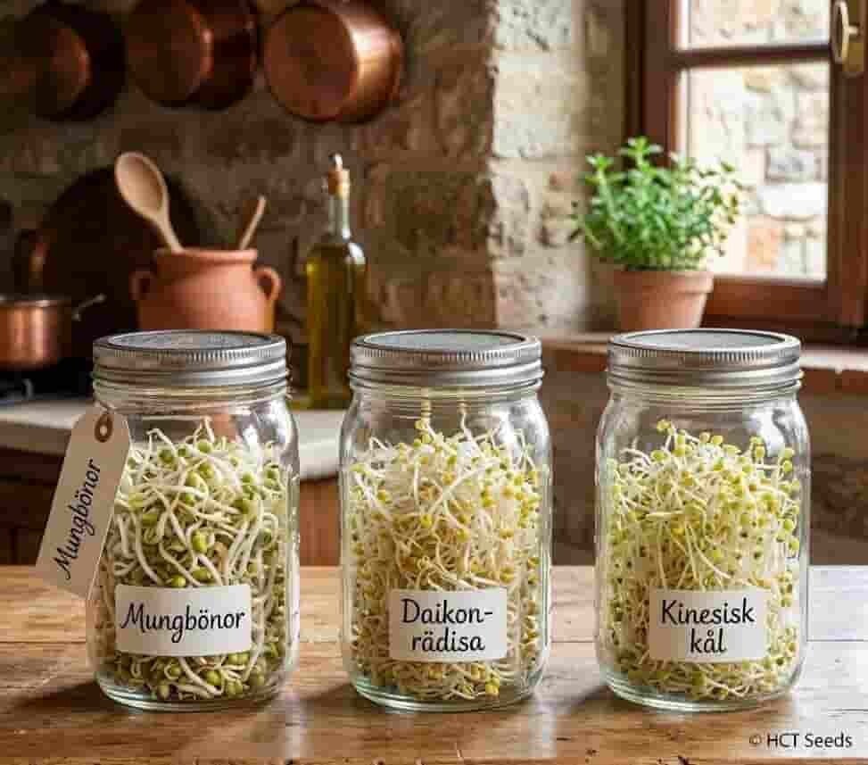Tre glasburkar med fullvuxna groddar på en träbänk: Mungbönor, Daikon-rädisa och Kinesisk kål groddar. Perfekt för groddning hemma.