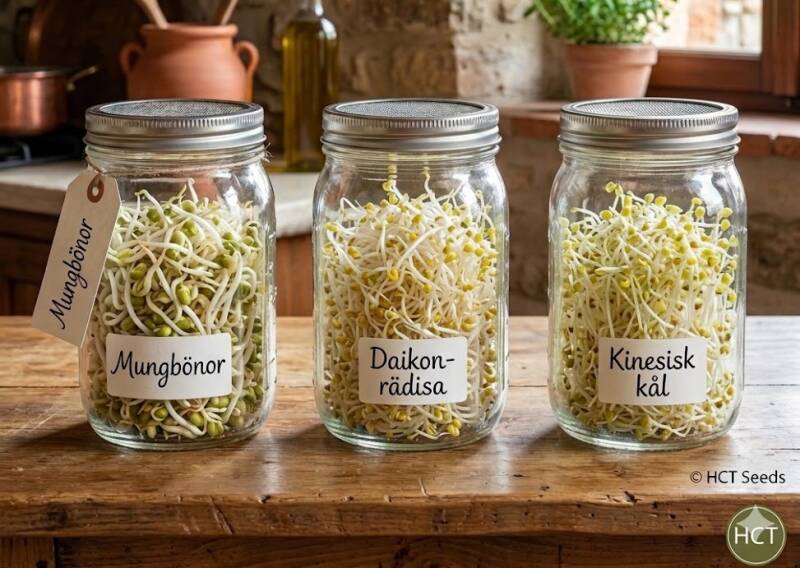 Nybörjarpaket för groddning med mungbönor, daikon-rädisa och kinesisk kål. Odla egna groddar med startpaket från HCT Seeds.