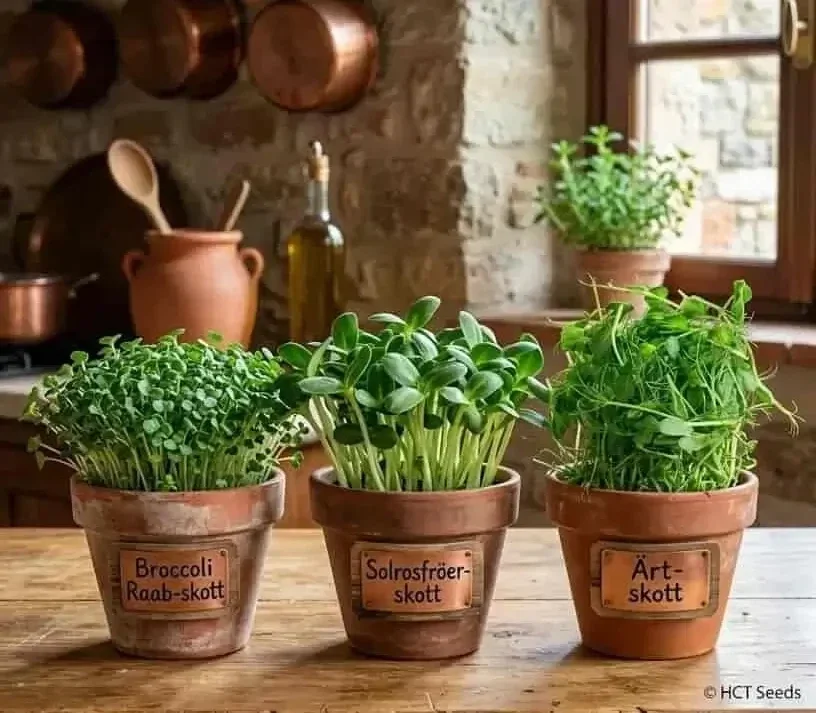 Tre lerkrukor med hemodlat mikrogrönt: Broccoli Raab-skott, Solrosfröskott och Ärtskott på en rustik köksbänk.