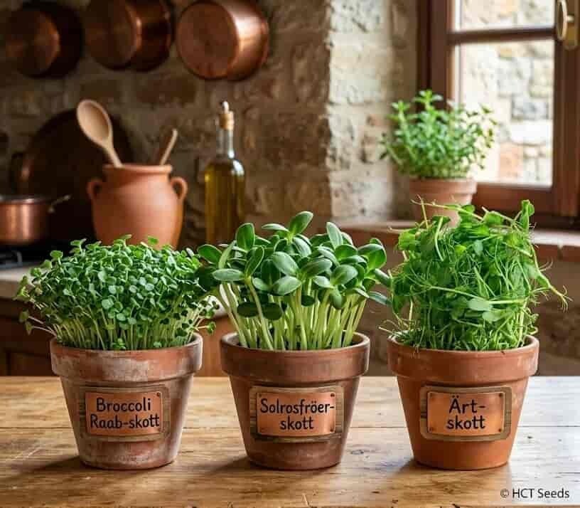 Tre lerkrukor med hemodlat mikrogrönt: Broccoli Raab-skott, Solrosfröskott och Ärtskott på en rustik köksbänk.