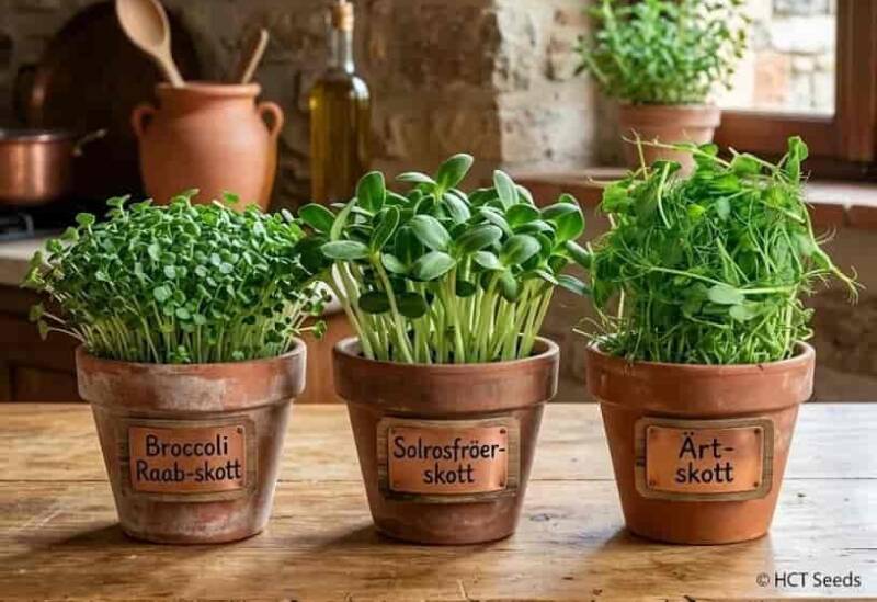 Rustika terrakottakrukor med frodiga, ätklara mikrogrönsaker av ärtskott, solros och broccoli på en köksbänk av trä.