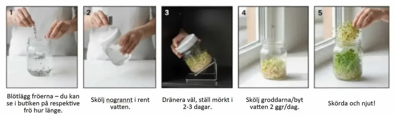 Steg för steg beskrivning hur man odlar groddar på fröer från - HCT Seeds