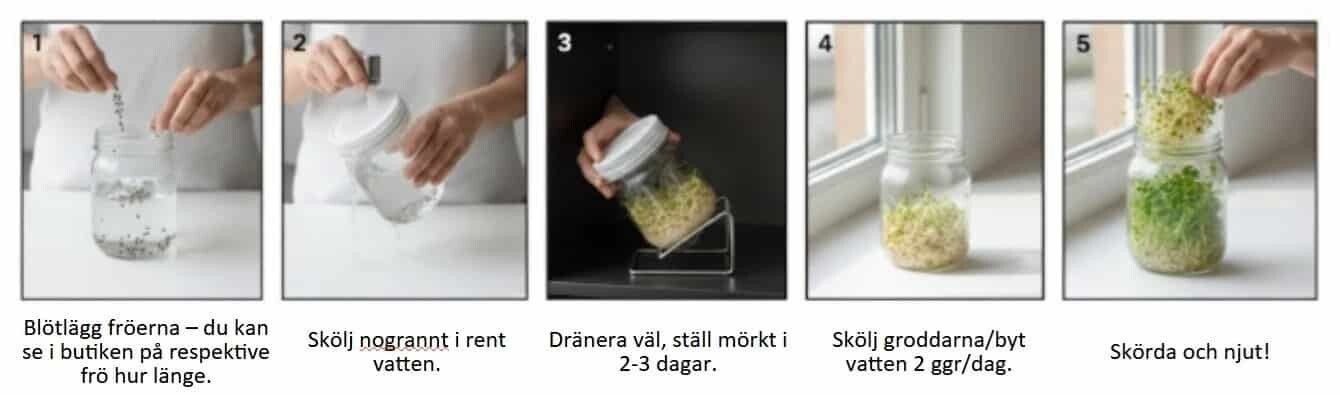 Steg för steg beskrivning hur man odlar groddar på fröer från - HCT Seeds