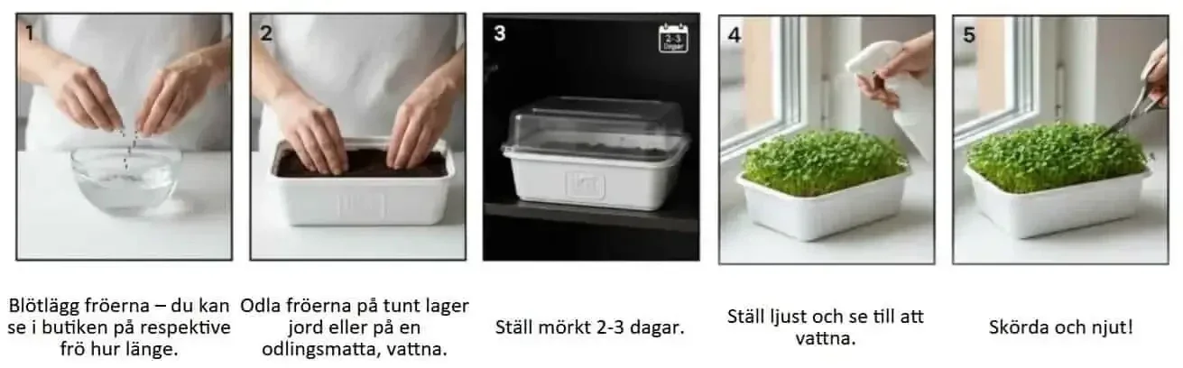 Steg för steg beskrivning hur man odlar mikrogrönt på fröer från - HCT Seeds