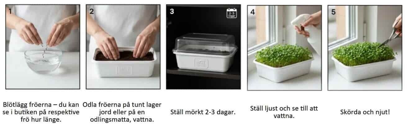 Steg för steg beskrivning hur man odlar mikrogrönt på fröer från - HCT Seeds
