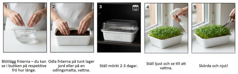 Steg för steg beskrivning hur man odlar mikrogrönt på fröer från - HCT Seeds