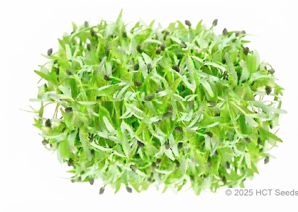 Oreganofrö