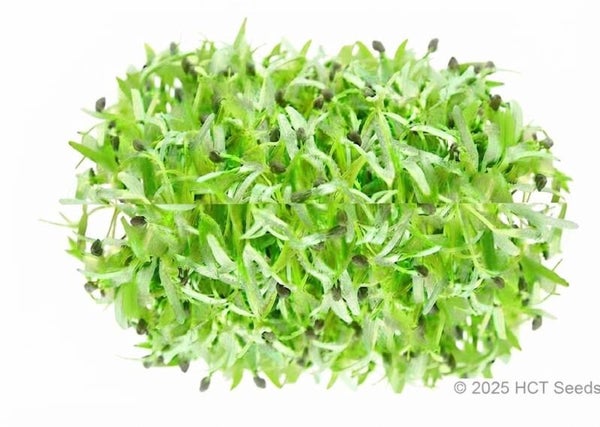 Oreganofrö