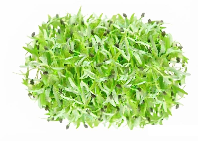 Oreganaskott odlade från italienska oreganofrön