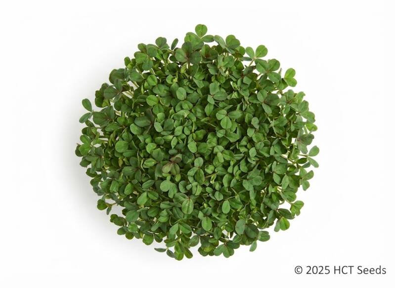 Rödkålsskott näringsvärde - färgglada krispiga och näringsrika med vitamin C och E