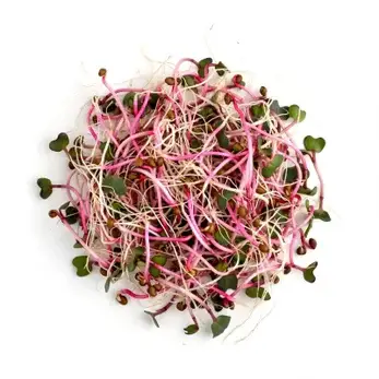 Rädisgroddar China Rose odlade från ekologiska rädisfrön