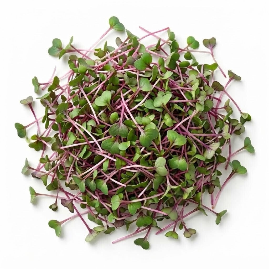 Rädisfrö China Rose Ekologisk