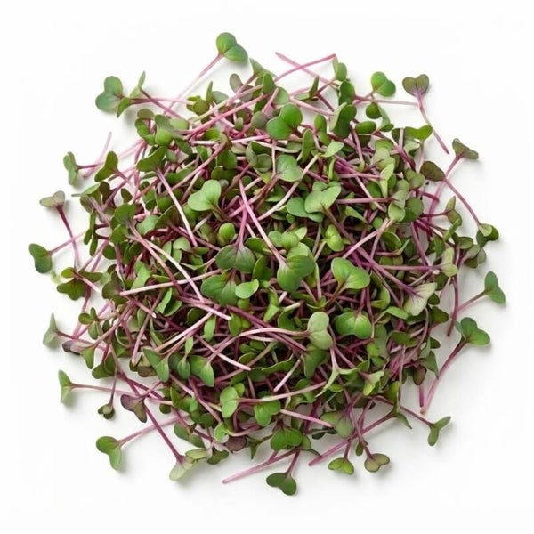 Rädisfrö China Rose Ekologisk